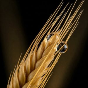 trigo-gota-dagua-1