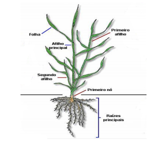 Alongamento do trigo 3