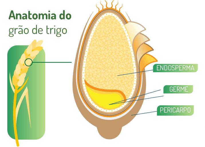 Anatomia do grao de trigo