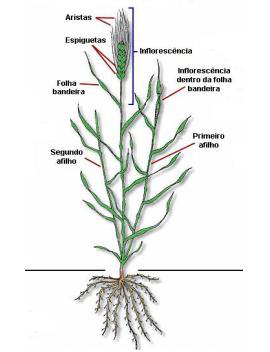 Espigamento do trigo 3.1