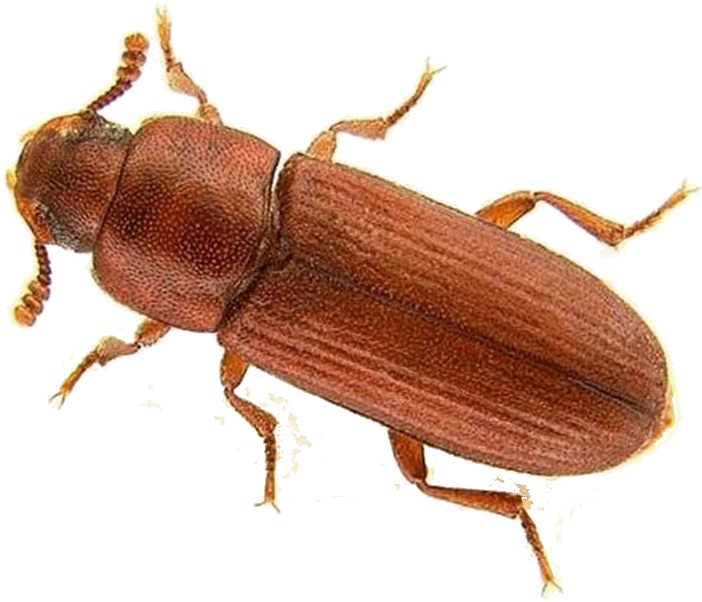 Tribolium - adulto (1)