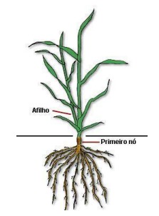 afilhamento do trigo