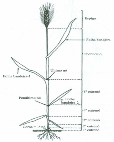 componentes do trigo