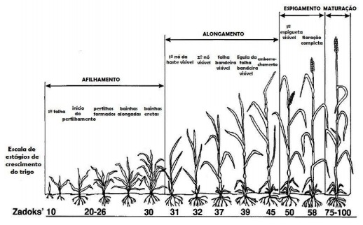 escala-fenalogica-do-trigo