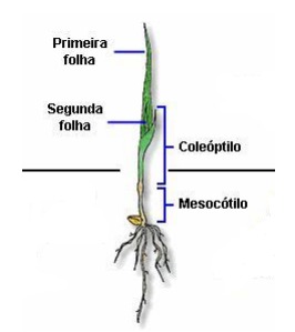 plantula de trigo
