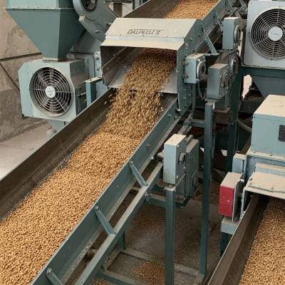 trigo-correia-transportadora